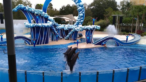 Dolphin Adventures