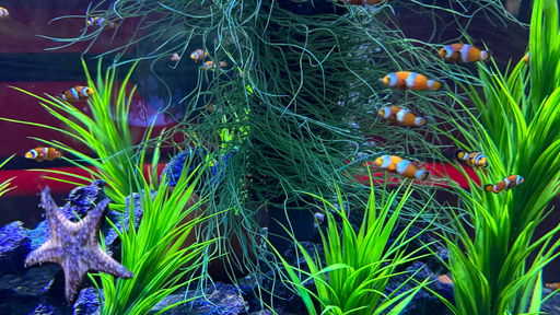 Sharkbait Reef by Sea Life