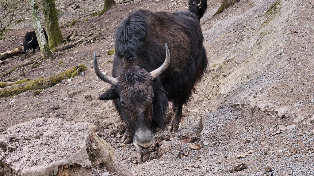 Yak