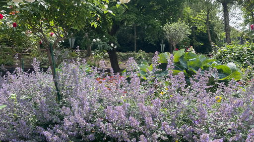 Blumenmeer-Bootsfahrt