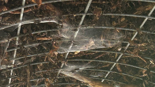 Rasender Tausendfüßler