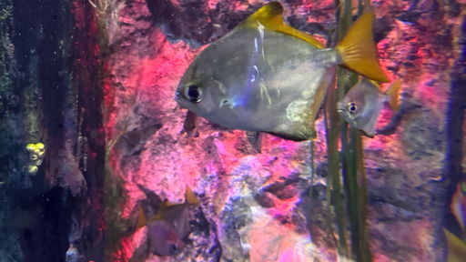 Sharkbait Reef by Sea Life