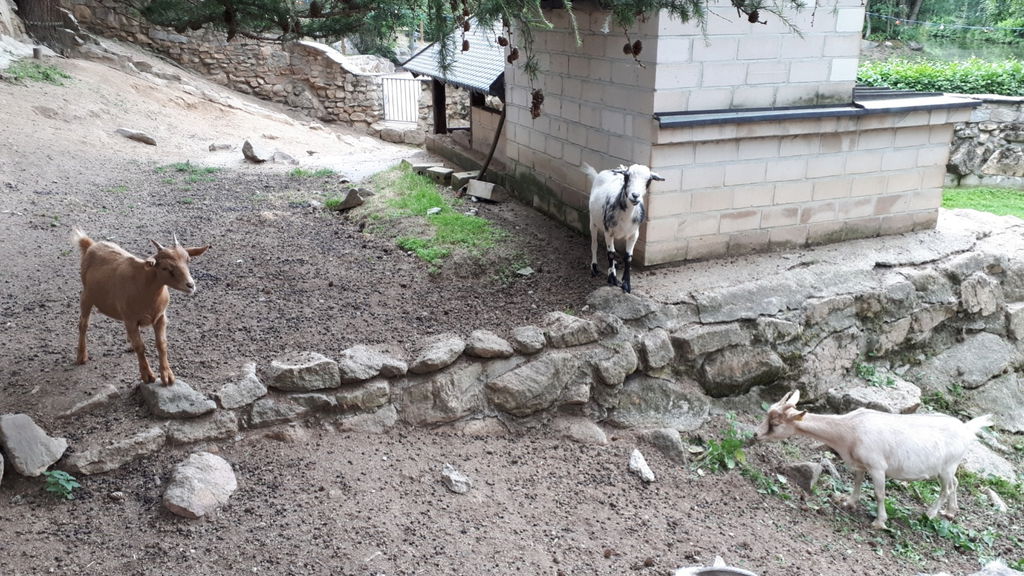 Ziegenburg „Sieben Geißlein“