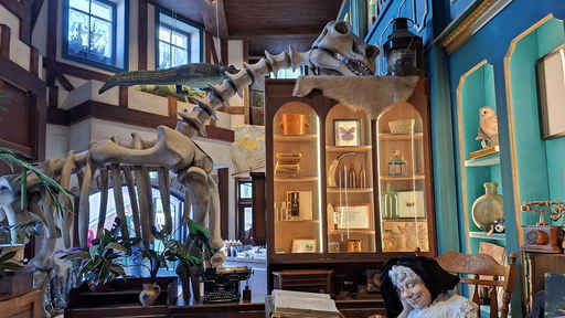 Madame Freudenreich Curiosités