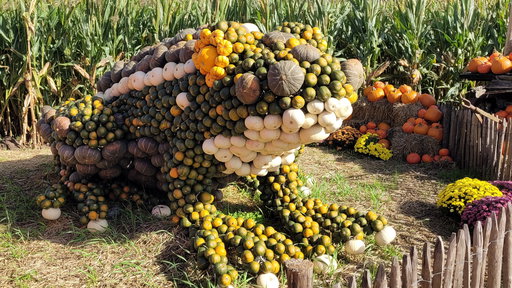 Pumpkin Farm