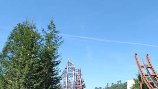 Fireline Redwood