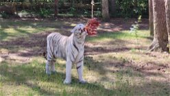 Wild-Areal Asien - Weiße Tiger