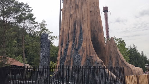 Fireline Redwood