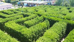 Grünes Labyrinth