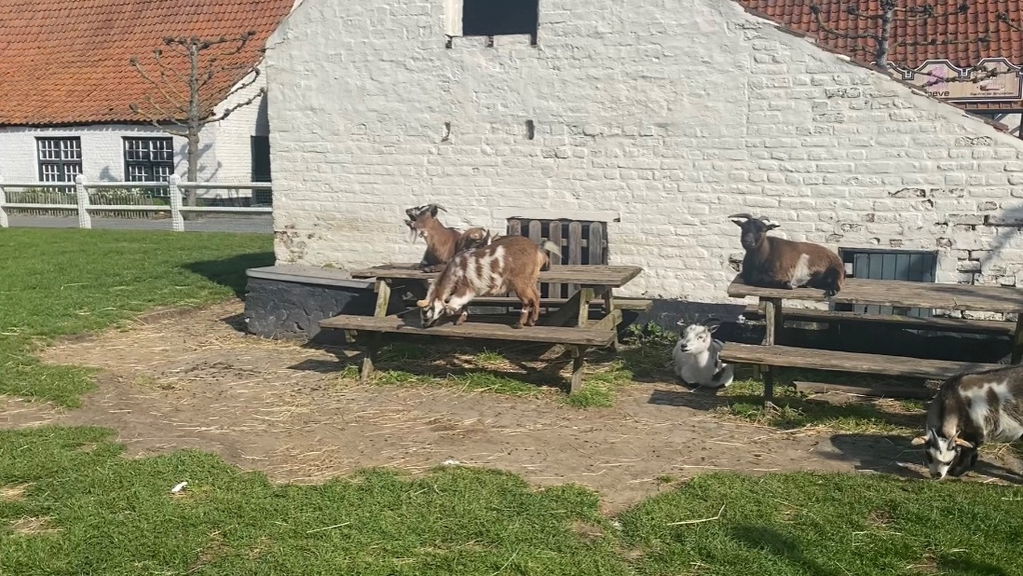 De Big & Betsy hoeven