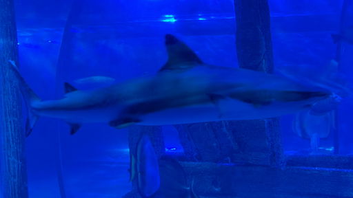 Sharkbait Reef by Sea Life