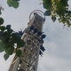 Det Gyldne Tårn - Der Goldene Turm