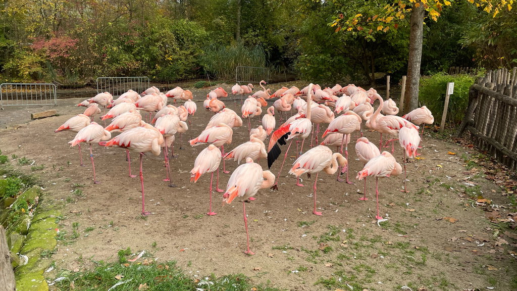 Erlebnis Zoo Hannover