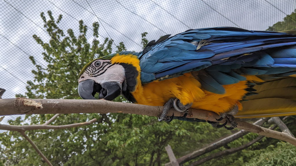 Vogelpark Heiligenkirchen